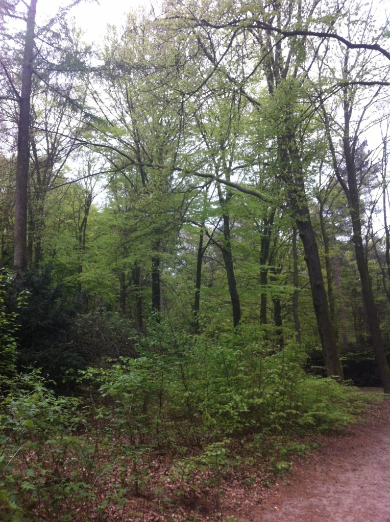 hardlopen bos
