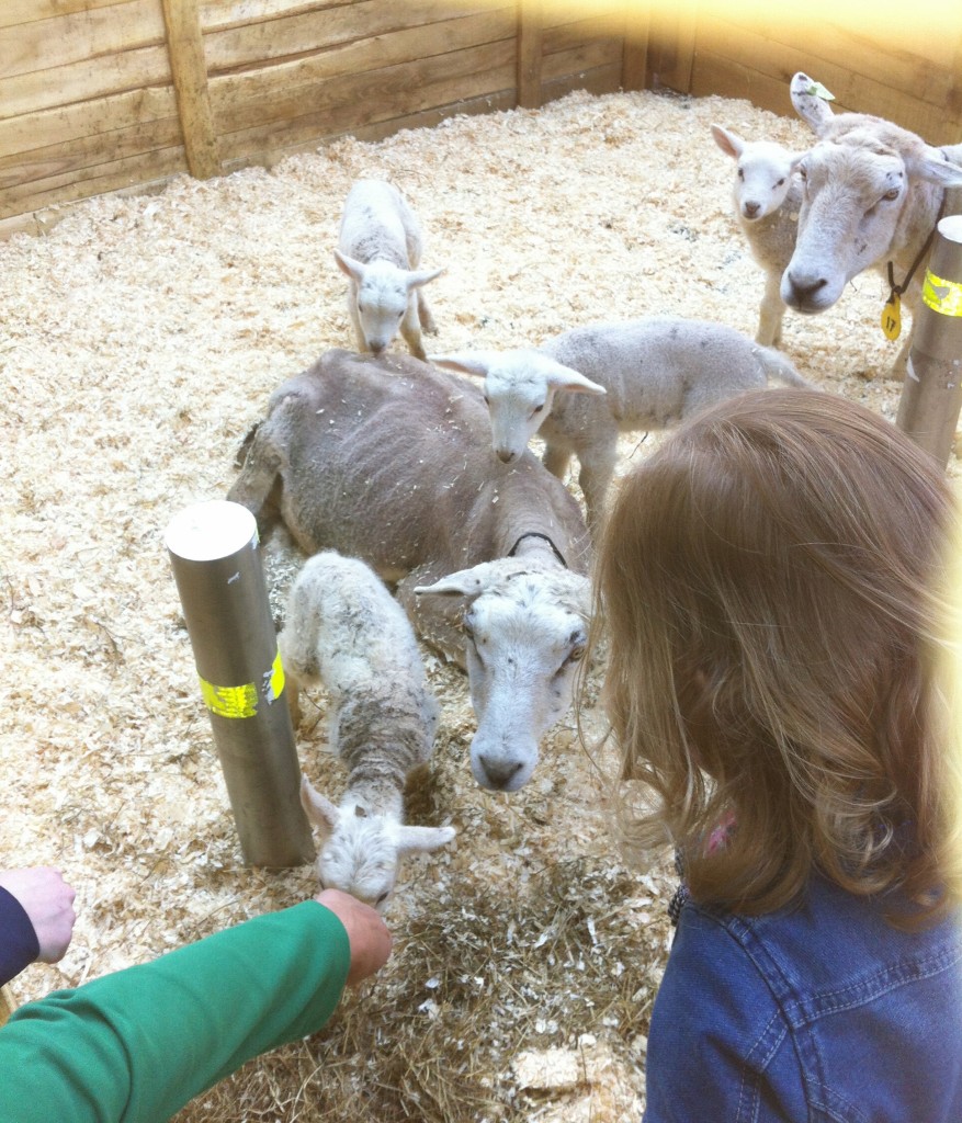 lammetjes