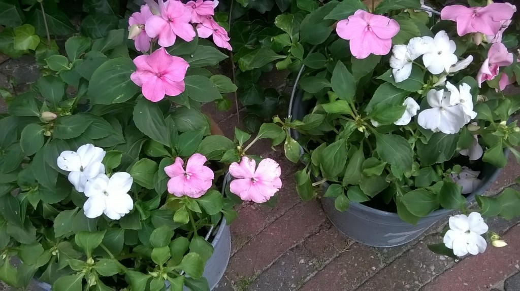 geluksmomentjes1