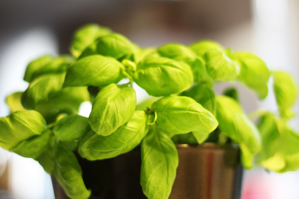moestuintje