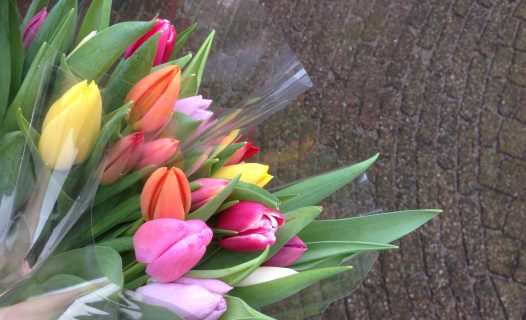 Tulpen