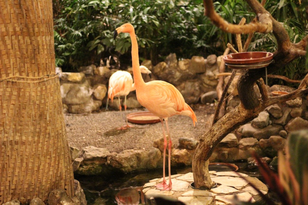Center Parcs