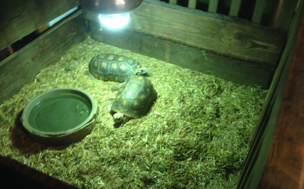 Schildpadden