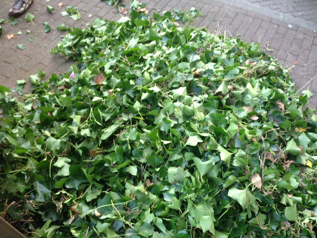 tuin