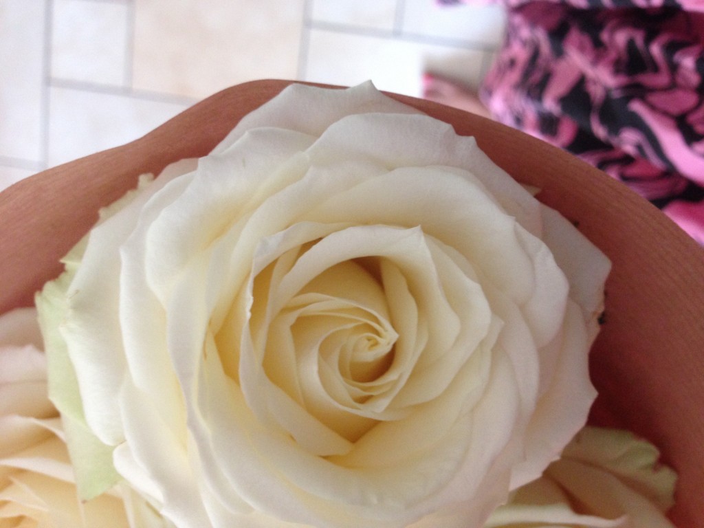 witte roos