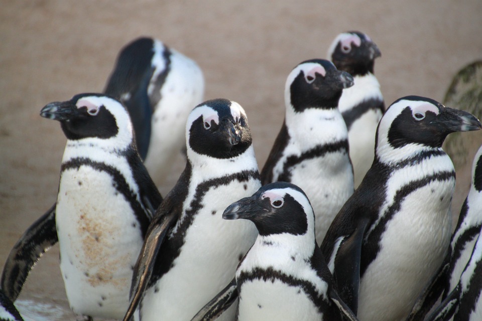 4 Droombanen op een rij (eilandbeheerder en dieren voeren)