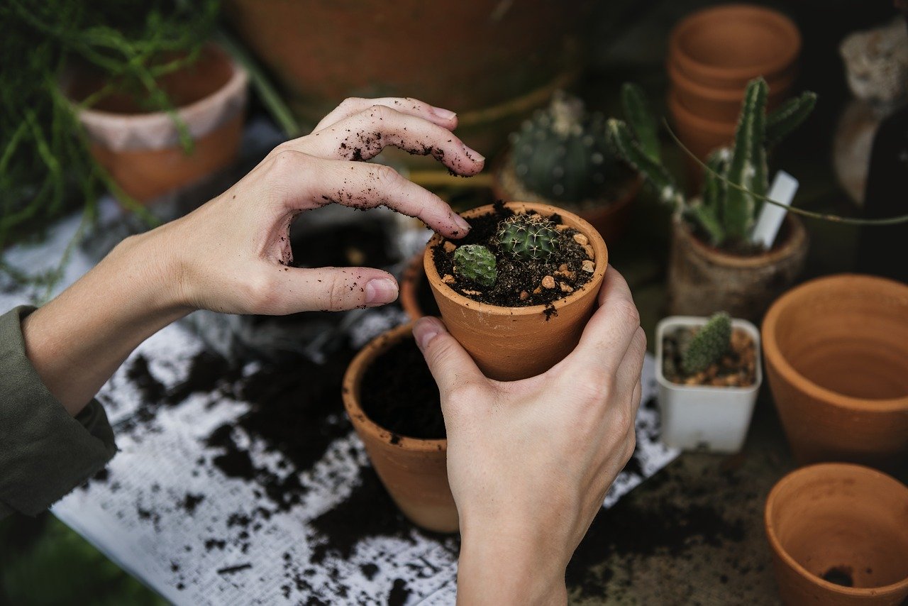 TIPS OM PLANTEN TE LATEN OVERLEVEN